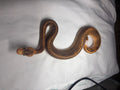 Cinnamon pied ball python
