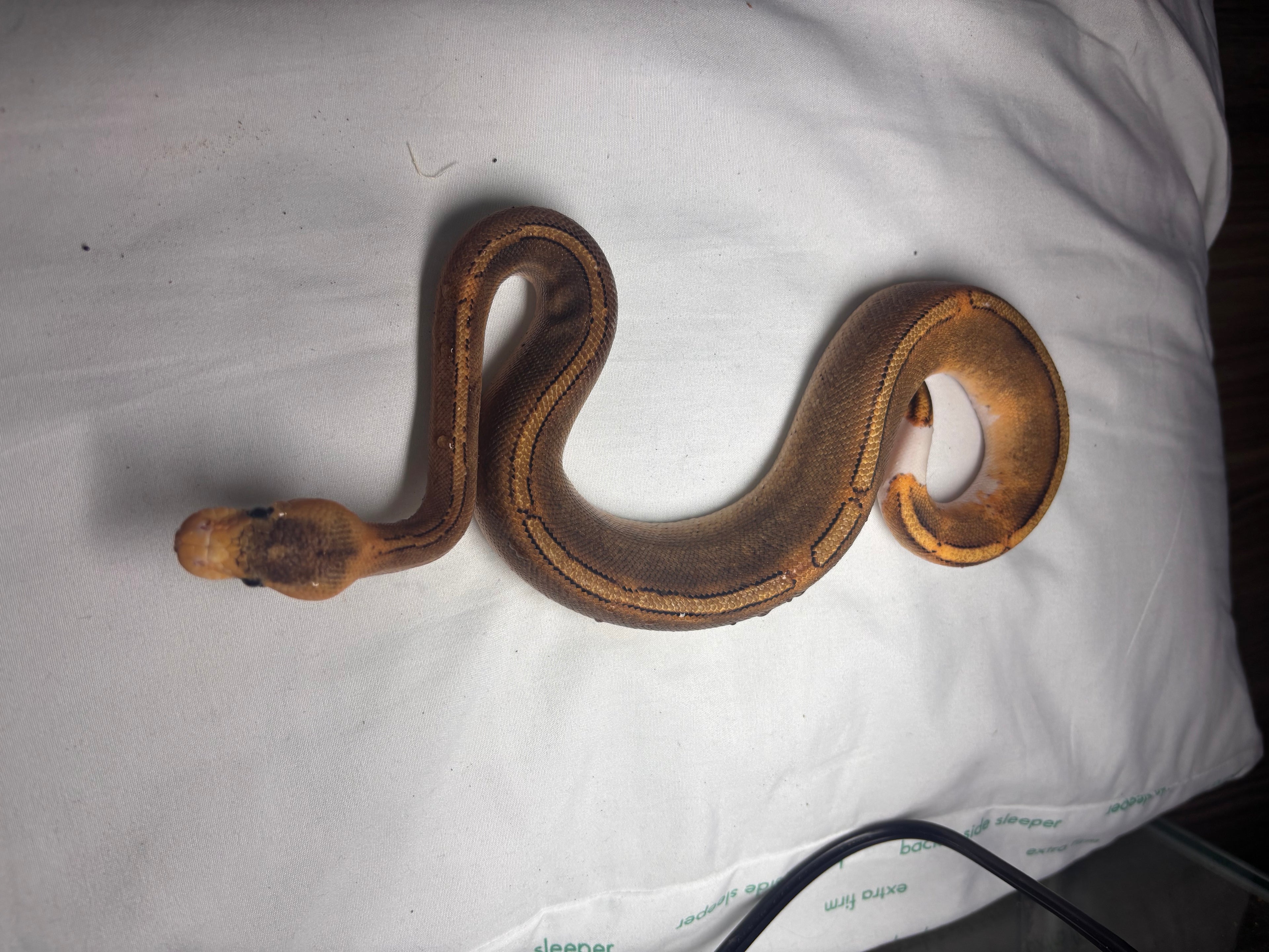 Cinnamon pied ball python