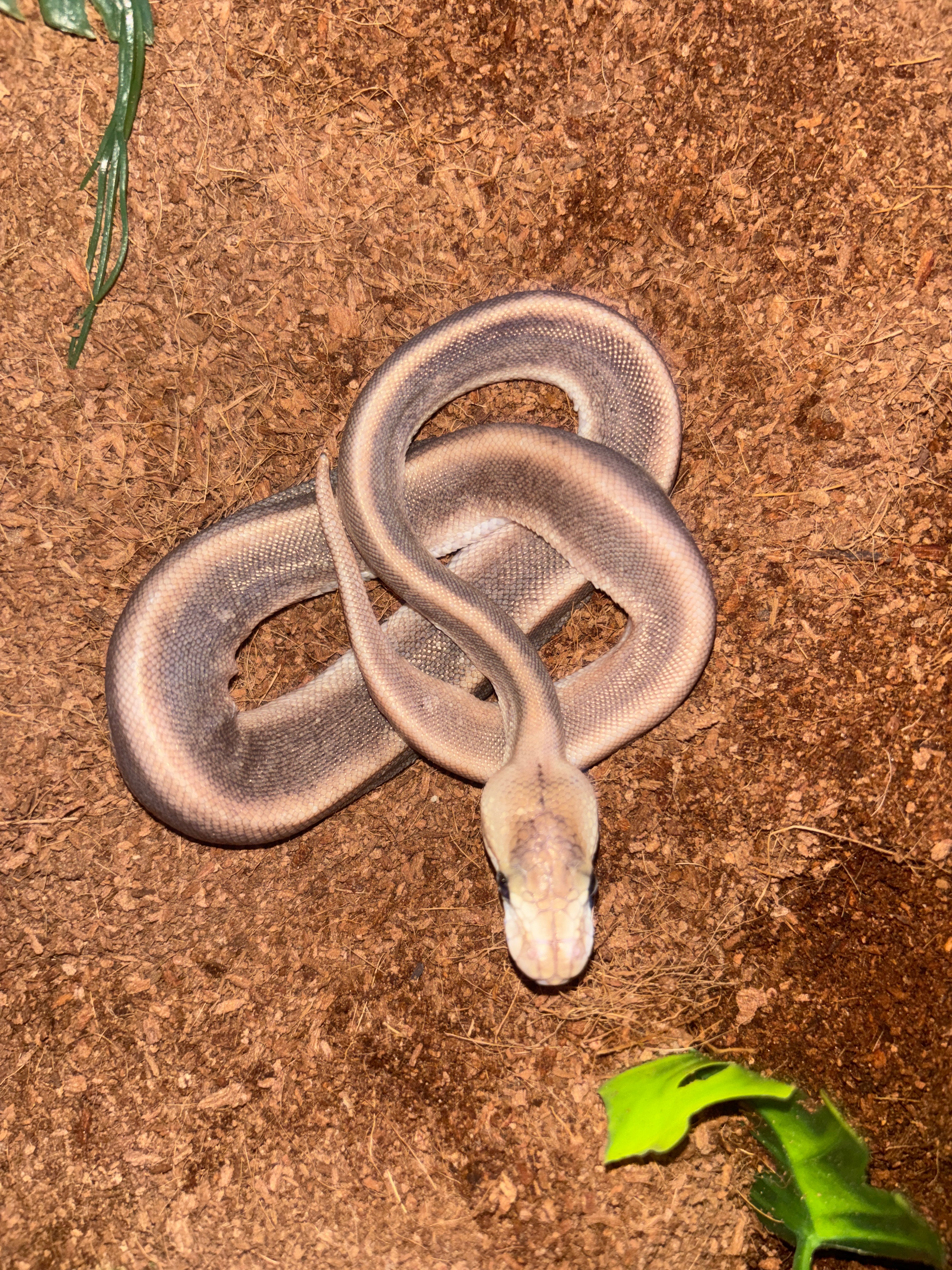 Silver spinner ball python