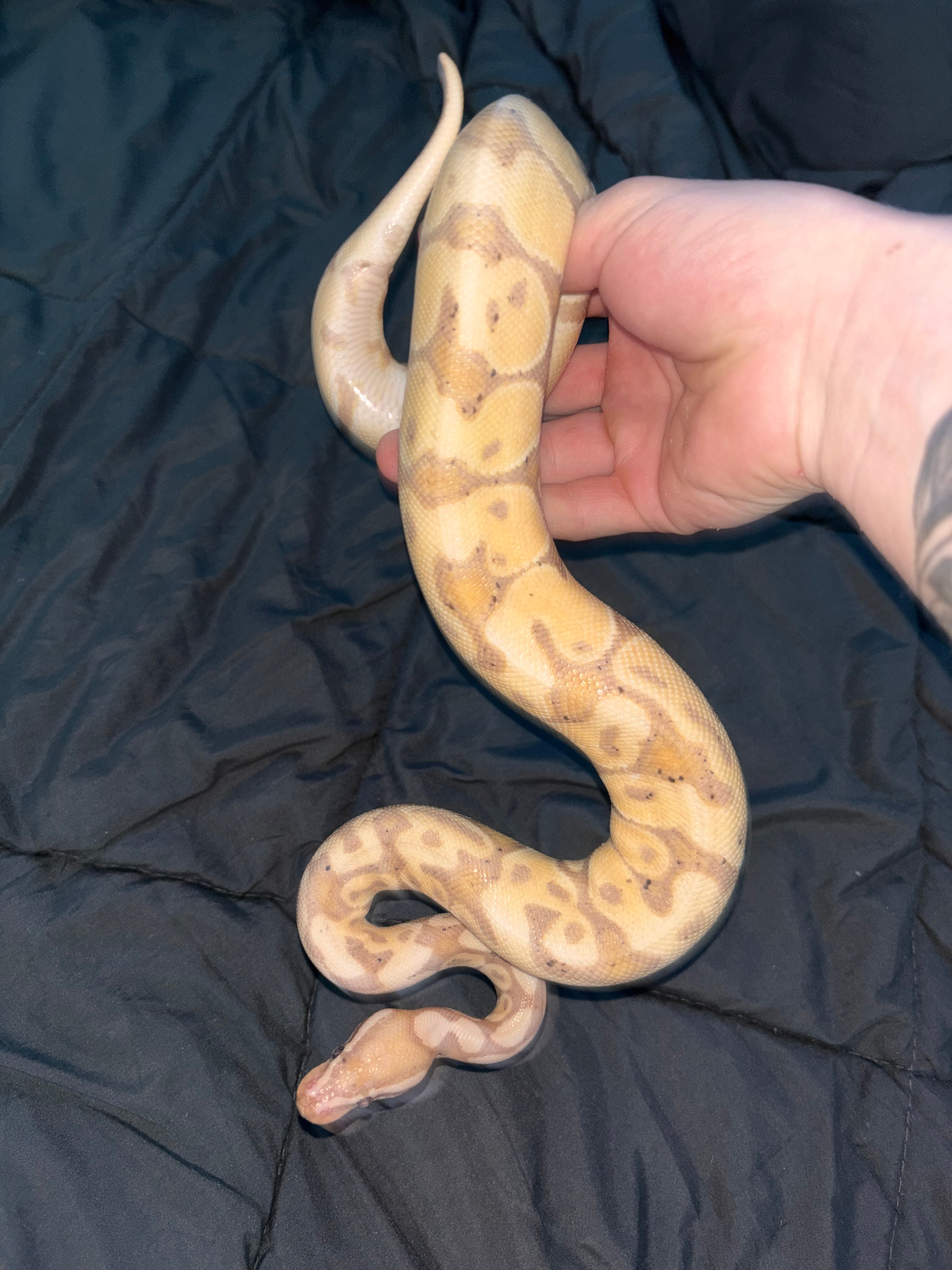 Yellow spider clown BP