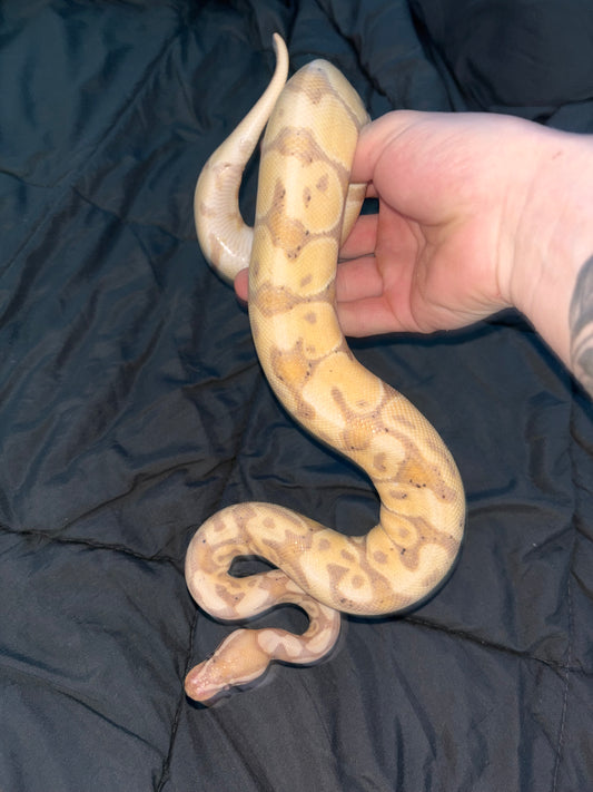 Yellow spider clown BP