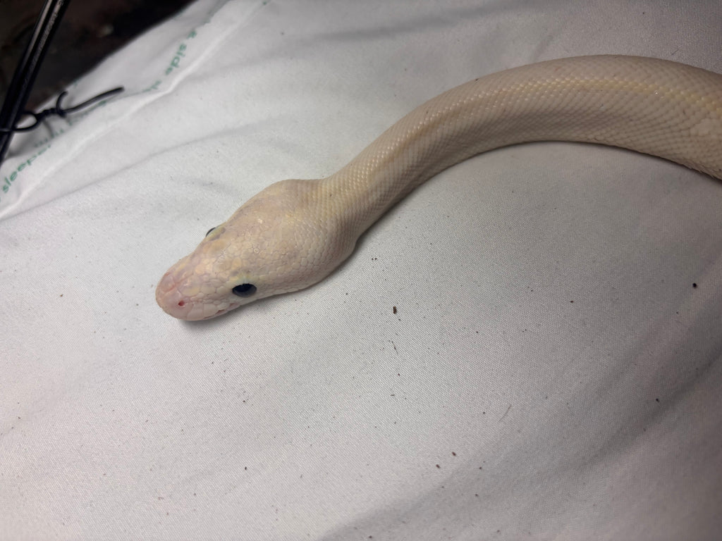 Black eyed leucistic BP