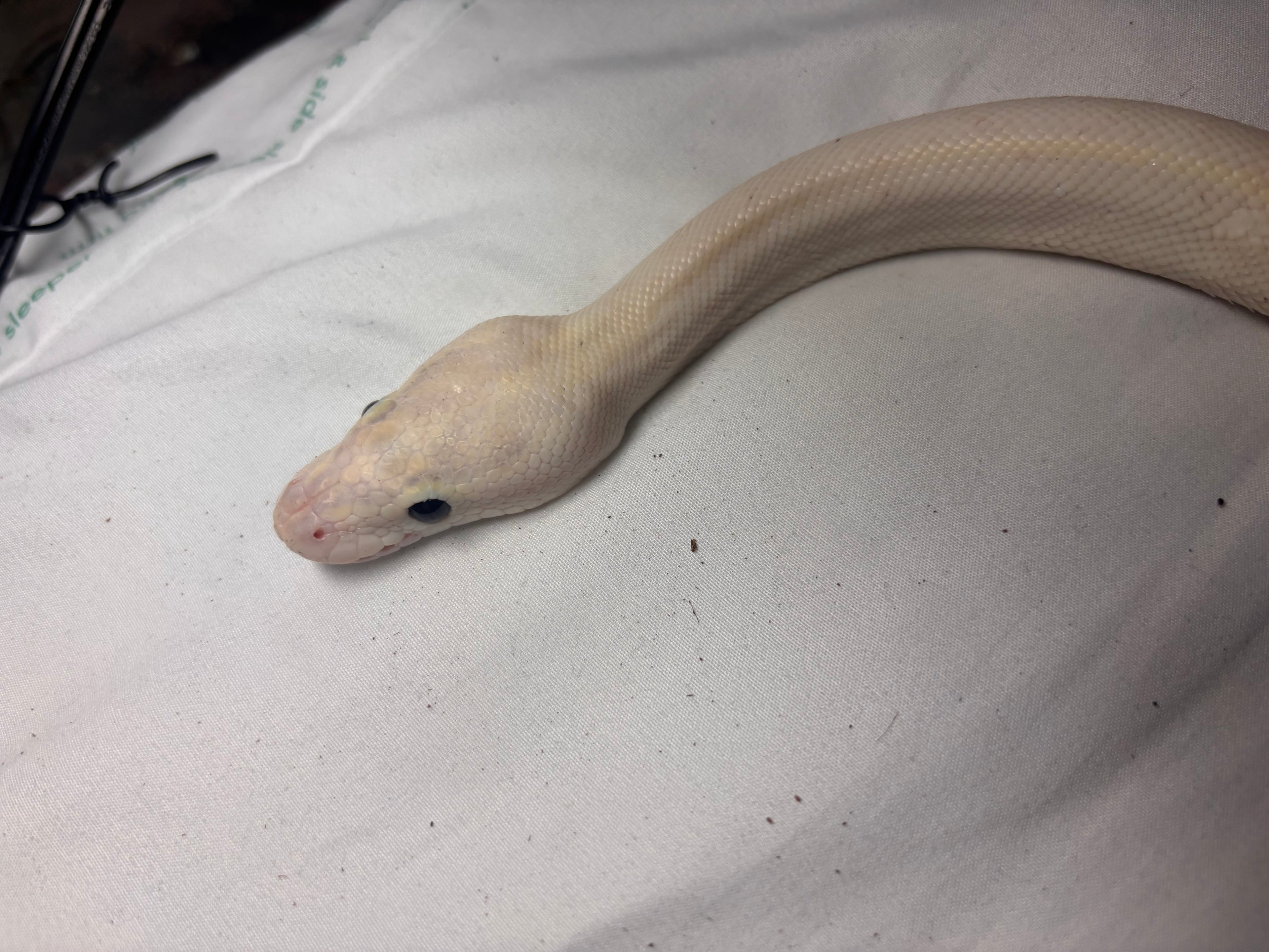 Black eyed leucistic BP