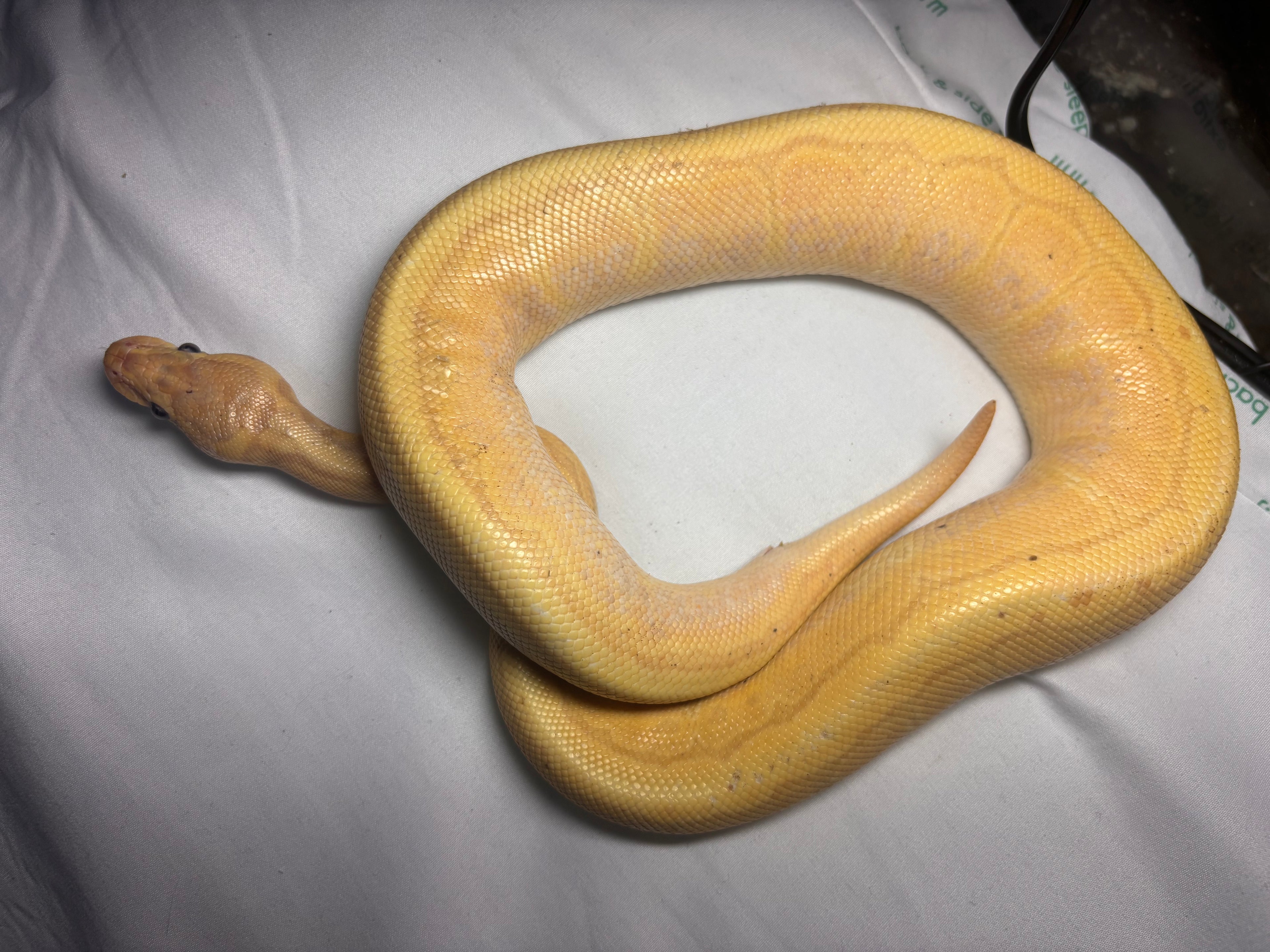 yellow banana ball python