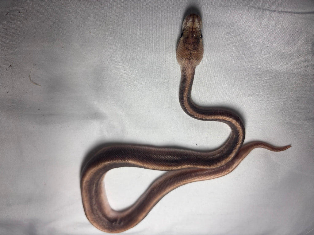 Silver spinner ball python