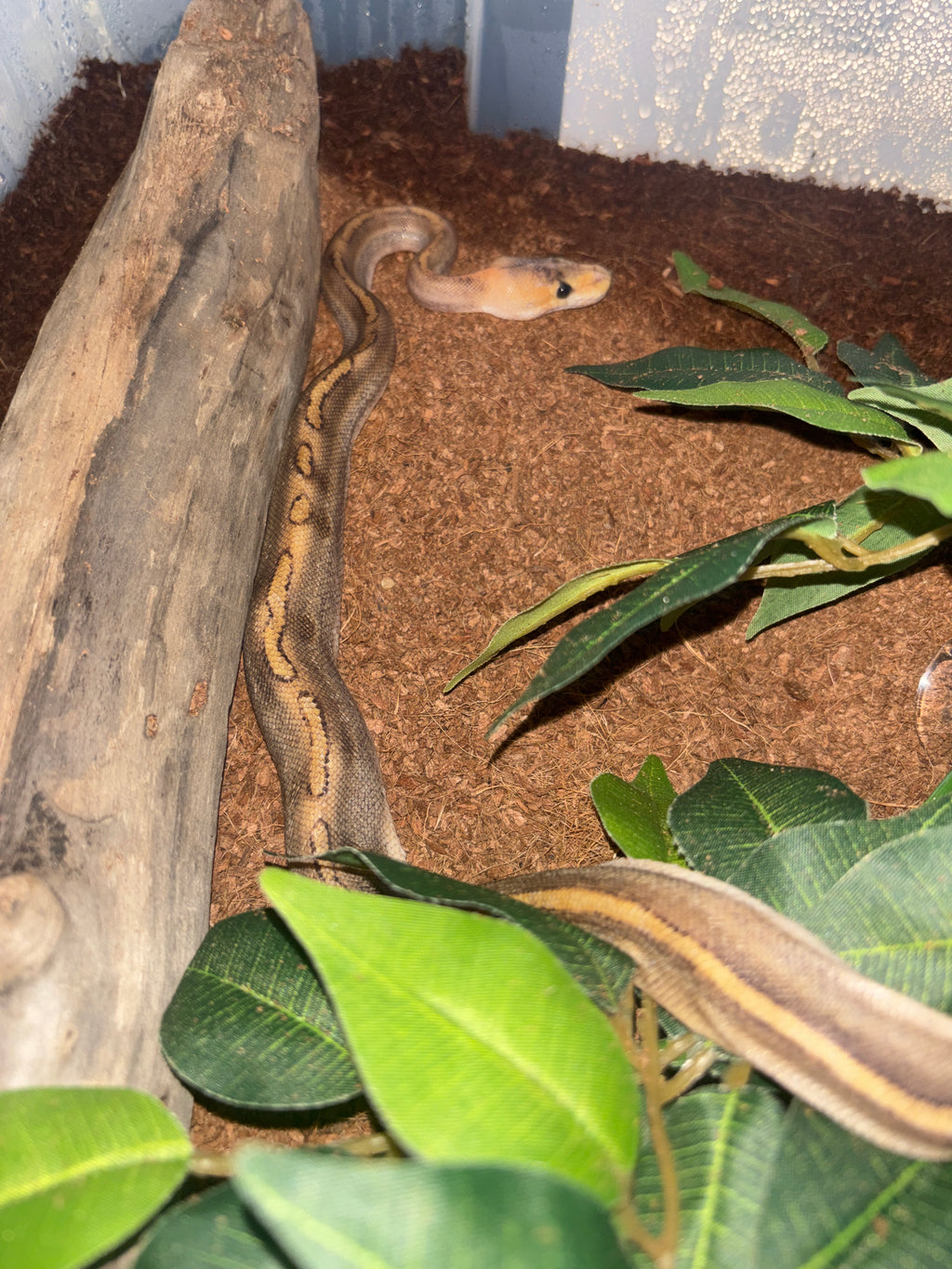 Cinnamon ball python