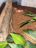 Cinnamon ball python