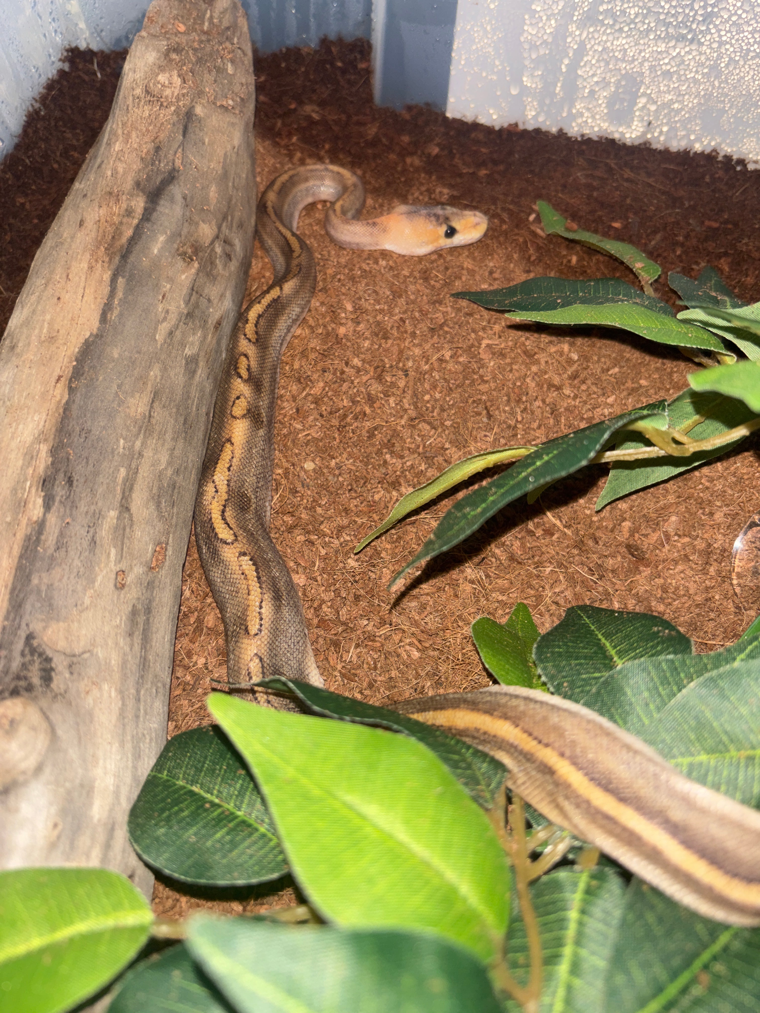 Cinnamon ball python