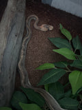 Cinnamon ball python