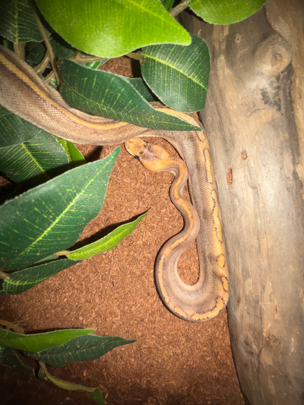 Cinnamon ball python