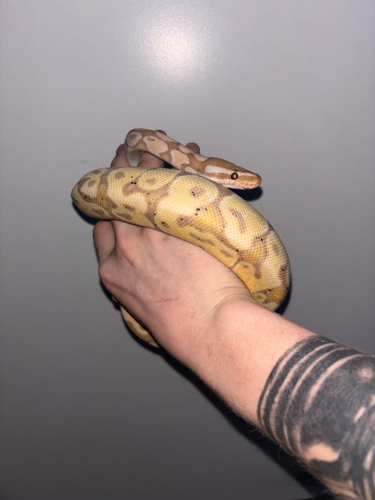 Yellow spider clown BP