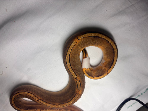 Cinnamon pied ball python