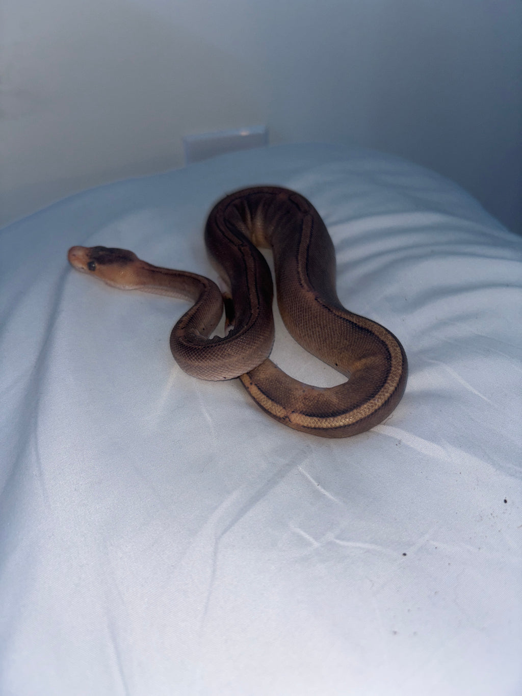 Cinnamon pied ball python