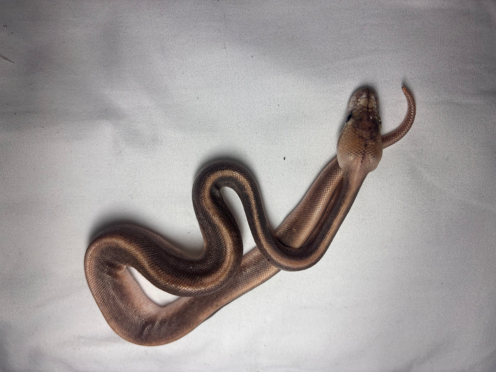 Silver spinner ball python