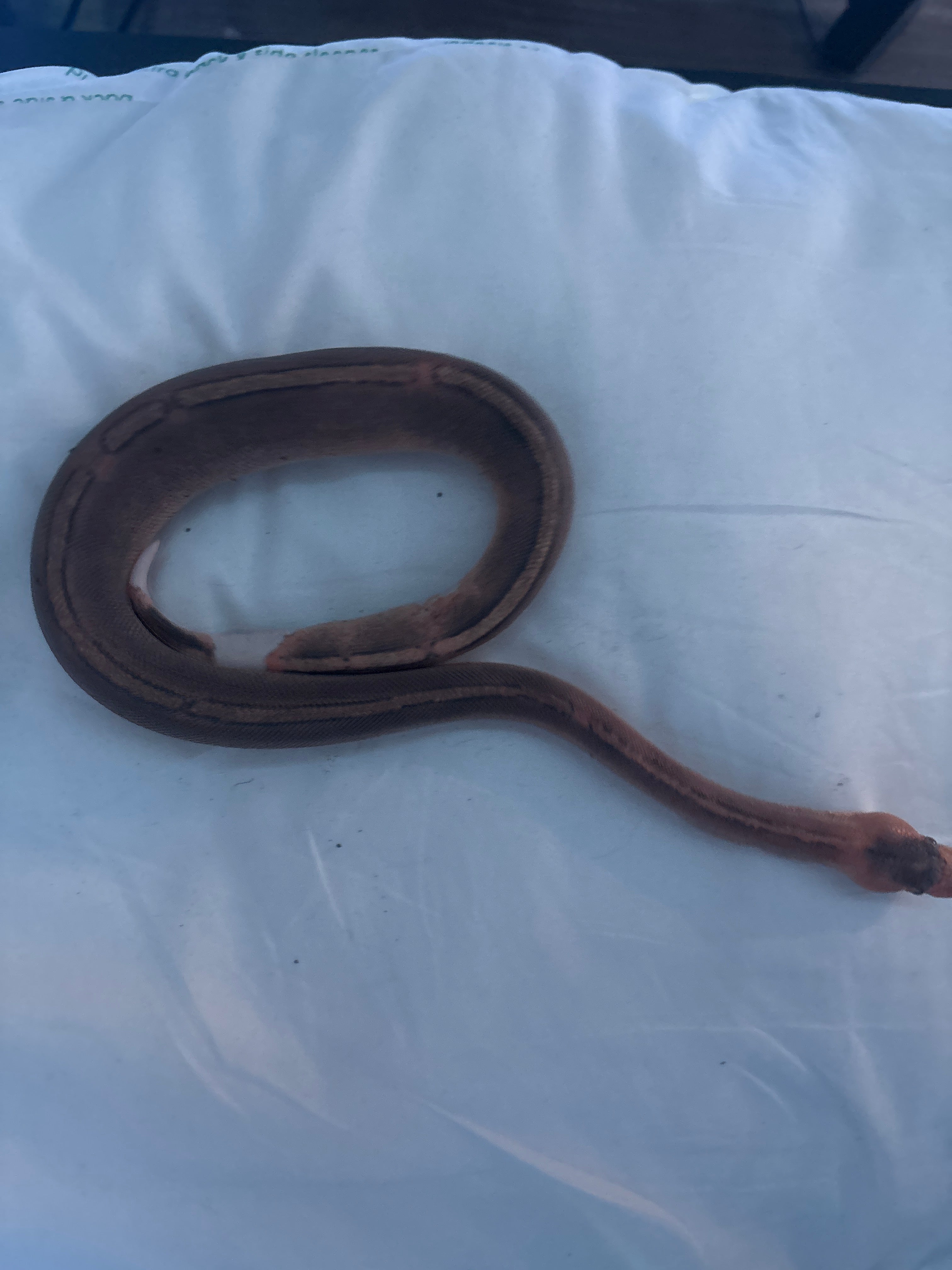 Cinnamon pied ball python