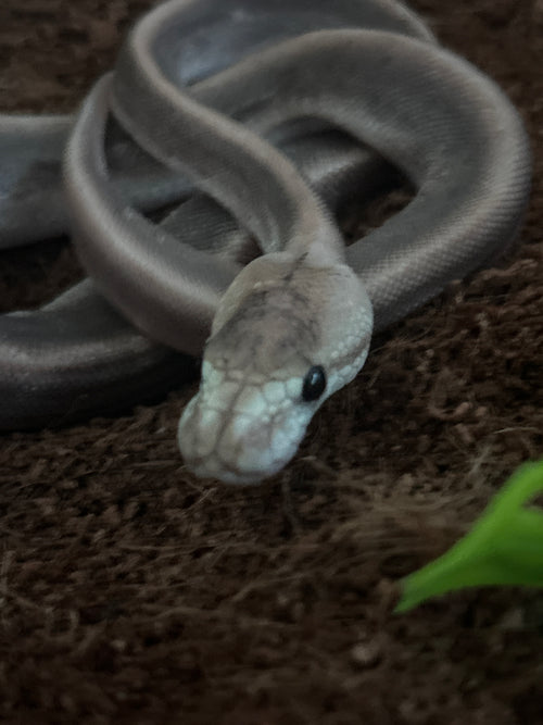 Silver spinner ball python