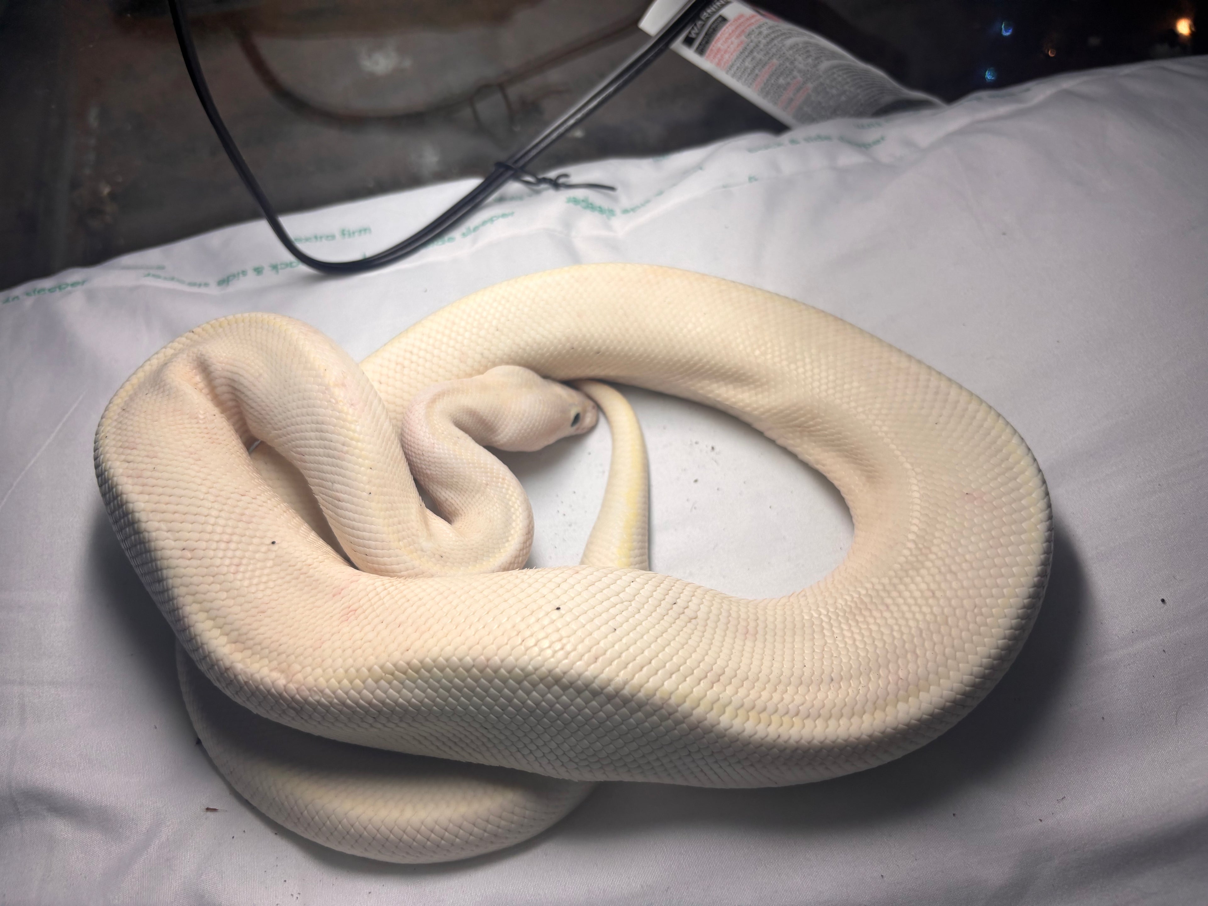 Black eyed leucistic BP
