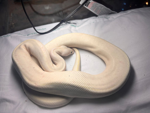 Black eyed leucistic BP