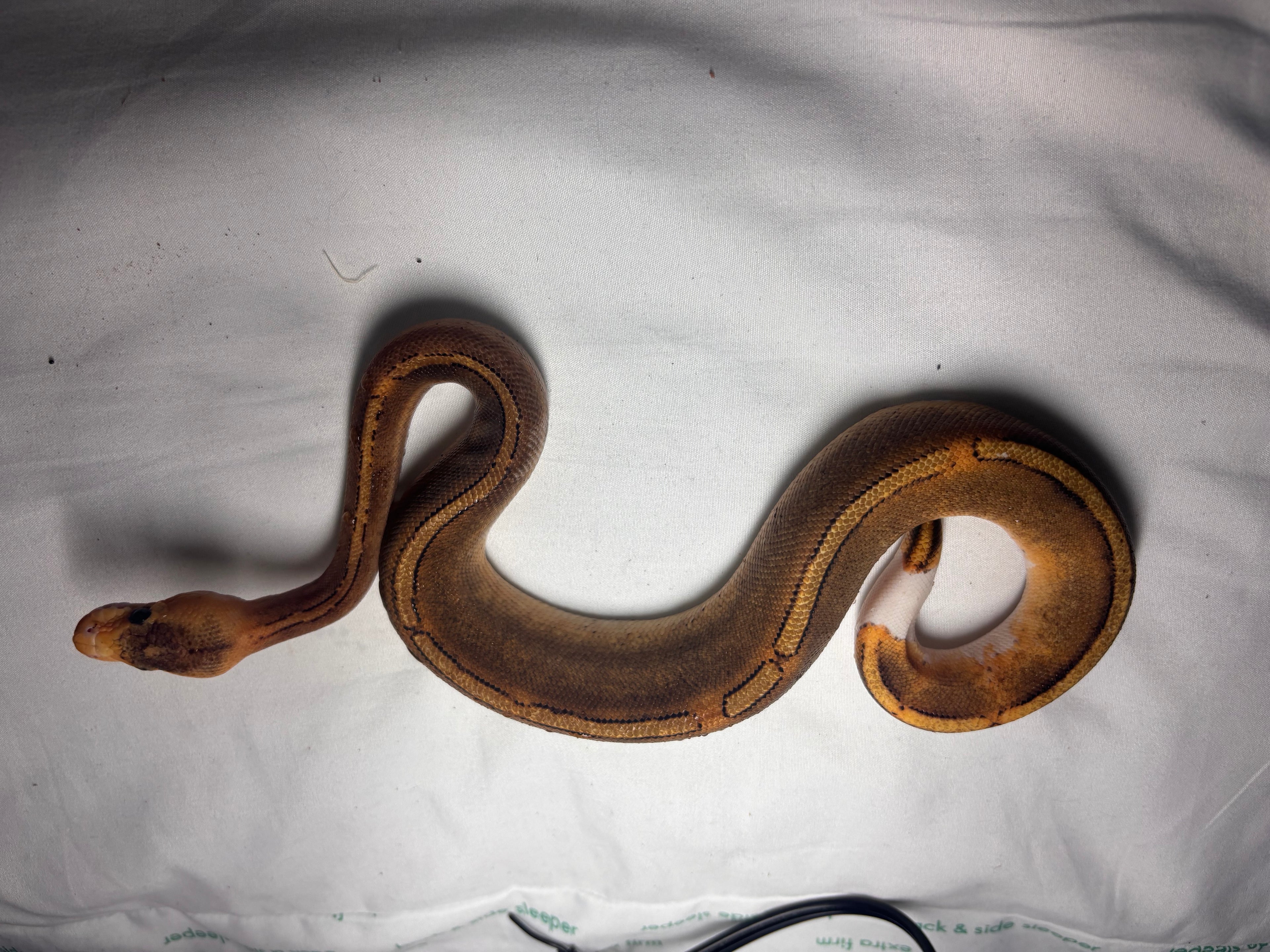 Cinnamon pied ball python