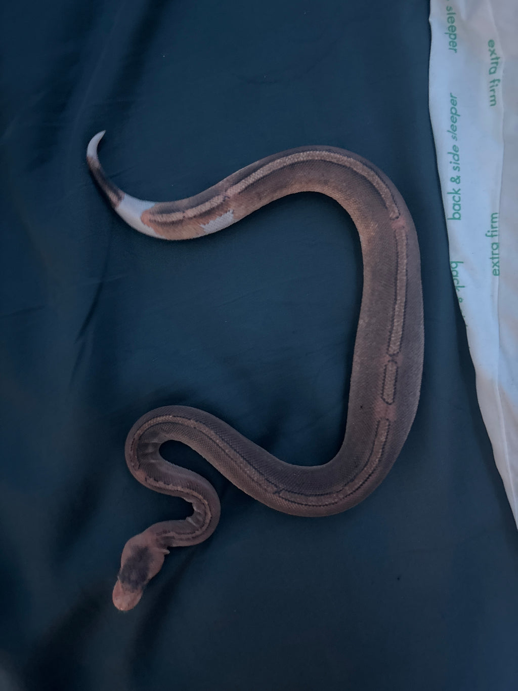 Cinnamon pied ball python