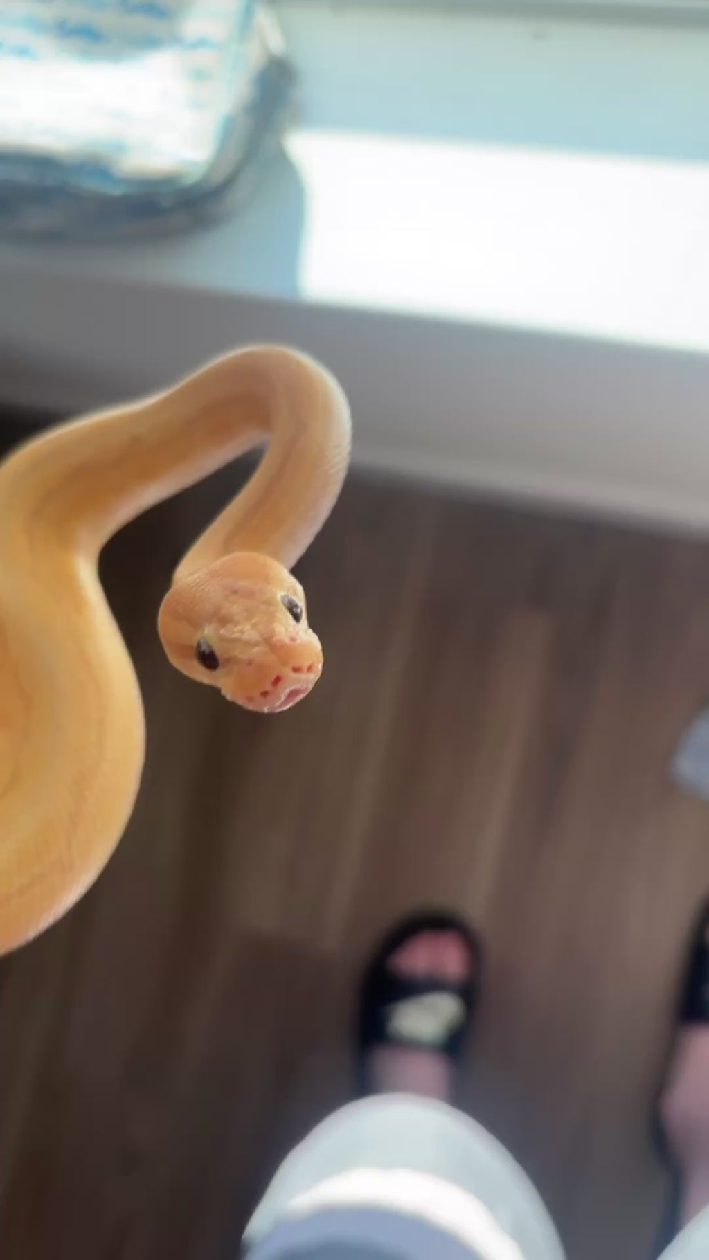 yellow banana ball python
